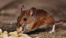 24 Hour & Emergency Exterminators in Il Dept Human Services, IL